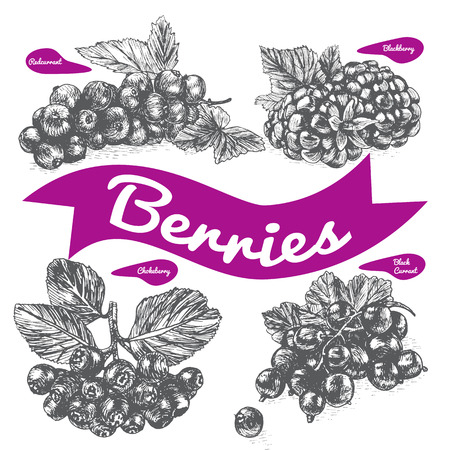 Vector illustration black and white set with berries. Various of berries on white backgroundのイラスト素材