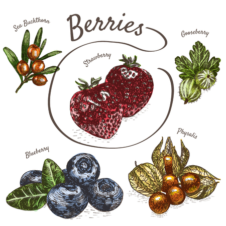 Vector illustration colorful set with berries. Various kinds of berries on white backgroundのイラスト素材