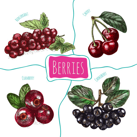 Vector illustration colorful set with berries. Various kinds of berries on white backgroundのイラスト素材