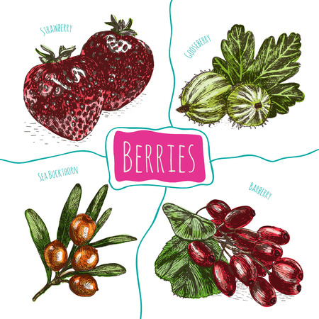 Vector illustration colorful set with berries. Various kinds of berries on white backgroundのイラスト素材