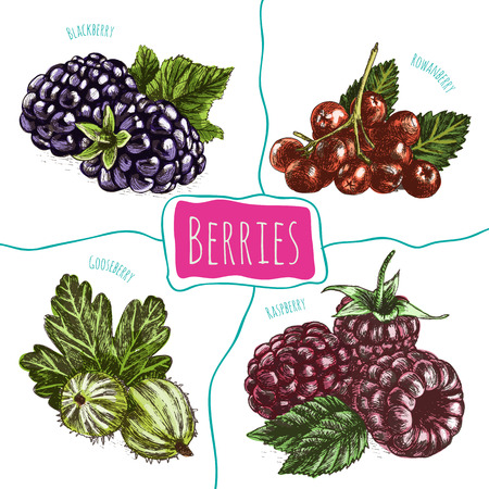 Vector illustration colorful set with berries. Various kinds of berries on white backgroundのイラスト素材