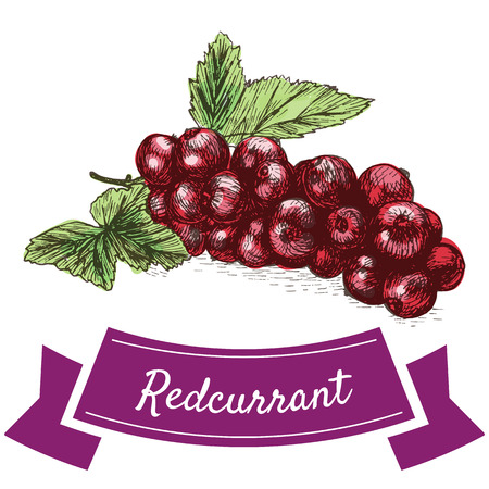 Vector illustration colorful set with redcurrant. Illustration various of vegetables on white backgroundのイラスト素材