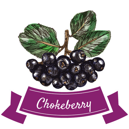 Vector illustration colorful set with chokeberry. Illustration various of vegetables on white backgroundのイラスト素材
