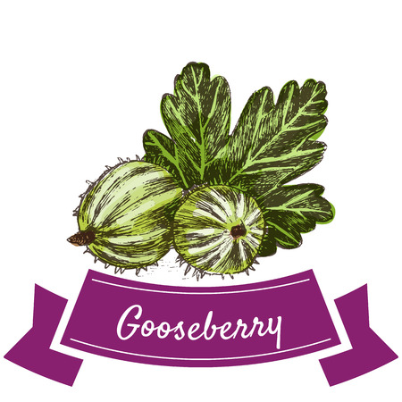 Vector illustration colorful set with gooseberry. Illustration various of vegetables on white backgroundのイラスト素材