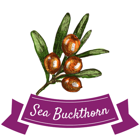 Vector illustration colorful set with sea buckthorn. Illustration various of vegetables on white backgroundのイラスト素材