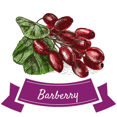 Vector illustration colorful set with barberry. Illustration various of vegetables on white backgroundのイラスト素材