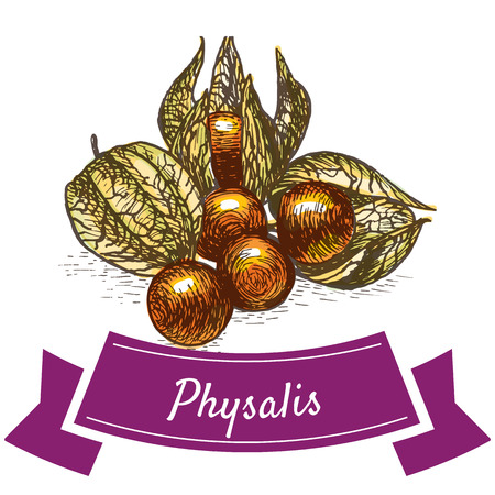 Vector illustration colorful set with physalis. Illustration various of vegetables on white backgroundのイラスト素材