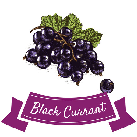 Vector illustration colorful set with black currant. Illustration various of vegetables on white backgroundのイラスト素材