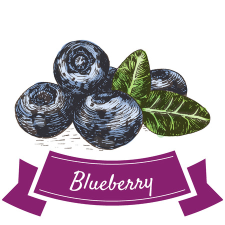 Vector illustration colorful set with blueberry. Illustration various of vegetables on white backgroundのイラスト素材