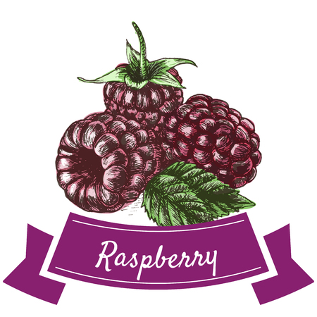 Vector illustration colorful set with raspberry. Illustration various of vegetables on white backgroundのイラスト素材