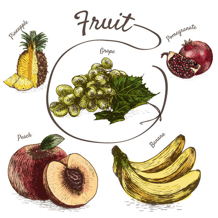 Vector illustration colorful set with fruits and berries. Various of fruits and berries on white backgroundのイラスト素材