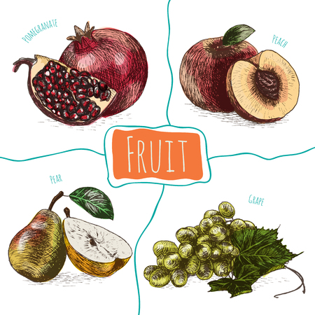 Vector illustration colorful set with fruits. Different sort of fruits on white backgroundのイラスト素材