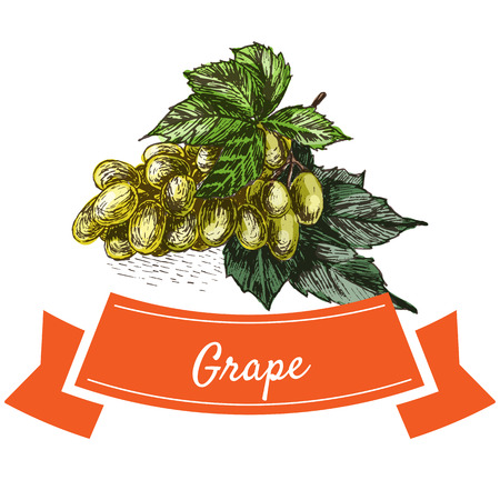 Vector illustration colorful set with green grape. Illustration of fruitsのイラスト素材