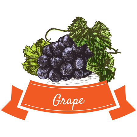 Vector illustration colorful set with grape. Illustration of fruitsのイラスト素材