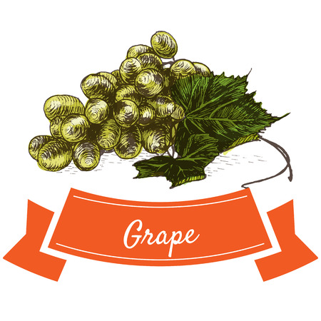 Vector illustration colorful set with green grape. Illustration of fruitsのイラスト素材