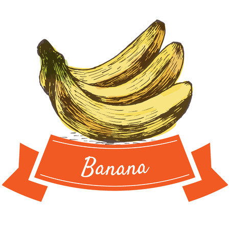 Vector illustration colorful set with banana. Illustration of fruitsのイラスト素材