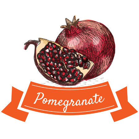 Vector illustration colorful set with pomegranate. Illustration of fruitsのイラスト素材
