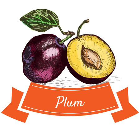 Vector illustration colorful set with plum. Illustration of fruitsのイラスト素材