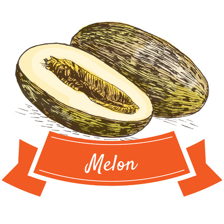 Vector illustration colorful set with melon. Illustration of fruitsのイラスト素材