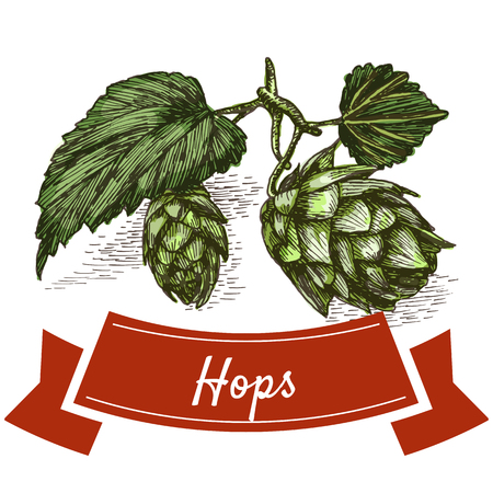 Hops illustration. Vector colorful illustration of hops.のイラスト素材