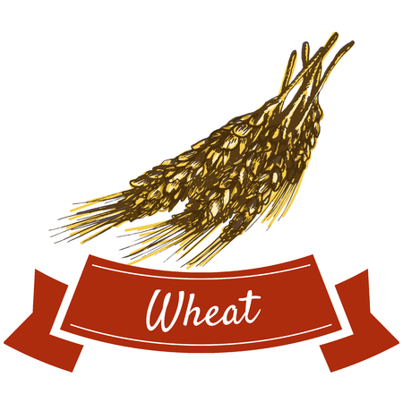 Wheat illustration. Vector colorful illustration of wheat.のイラスト素材