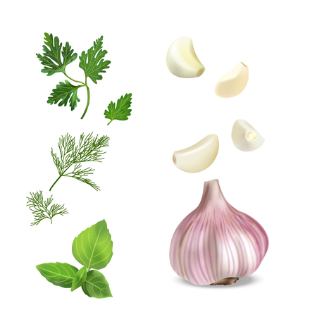 Vector realistic colorful illustration of garlic. Vector illustration of vegetables.のイラスト素材