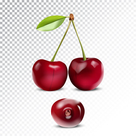 Vector realistic illustration of cherry. Colorful objects on a transparent background.のイラスト素材