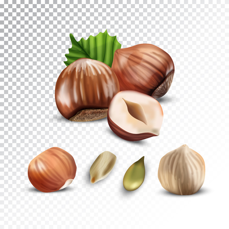 Vector realistic illustration of hazelnut and sunflower seeds. Colorful objects on a transparent background.のイラスト素材