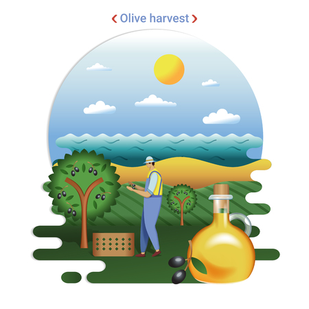 Flat farm landscape illustration of Olive harvest. Rural landscape with olive hills and seaside. The farmer harvesting olives for production olive oil.のイラスト素材