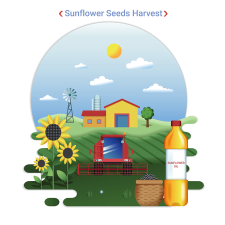 Flat farm landscape illustration of sunflower seeds harvest. Rural landscape with sunflower field and harvester.のイラスト素材