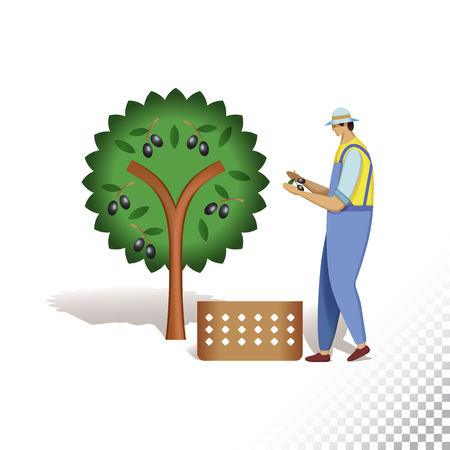 Vector flat icon illustration of farmer and olive tree. The farmer harvesting olives. Colorful objects on a transparent background.のイラスト素材
