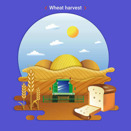 Flat farm landscape illustration of wheat harvest. Rural landscape with wheat valley, field and harvester.のイラスト素材