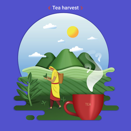 Flat farm landscape illustration of tea harvest. Rural landscape with tea hills and tea field. The woman harvesting tea leaves.のイラスト素材