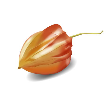 Vector realistic illustration of physalis berry. Chinese winter cherry for culinary. Healthy and organic sweet plants, gourmet dessert. Colorful isolated fruits on white background.のイラスト素材