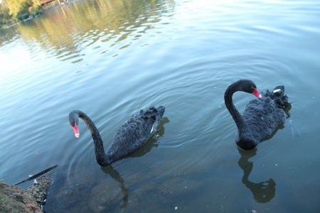 black swan on waterの写真素材