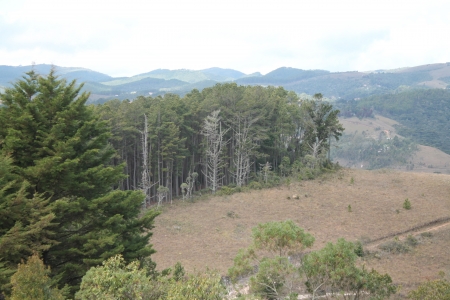 forestの写真素材