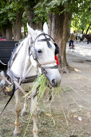Horses, feeding with grass in a summer dayの写真素材