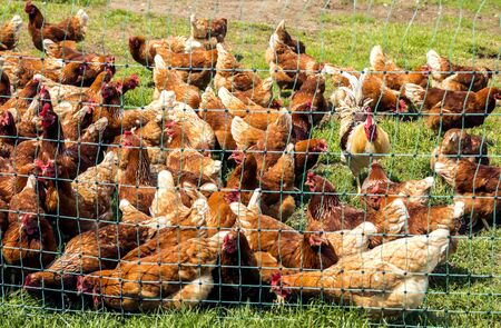 Laying hens in an organic farmの写真素材