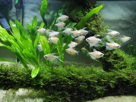 Little fish swarming in an aquariumの写真素材
