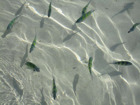 Swarming fish in the crystal clear water of the Andaman seaの写真素材