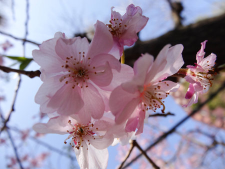 Cherry blossom in Japanの写真素材