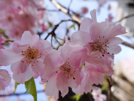 Cherry blossom in Japanの写真素材