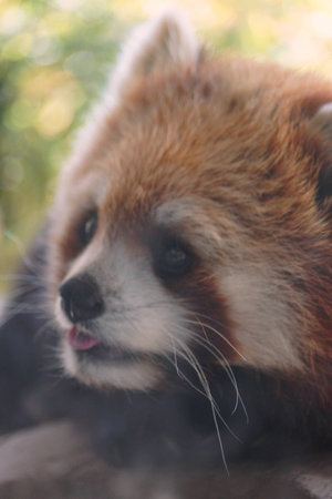 Red Pandaの写真素材