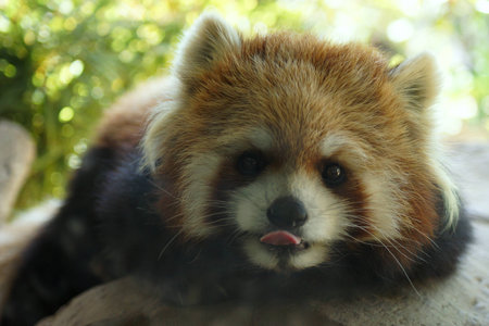 Red Pandaの写真素材