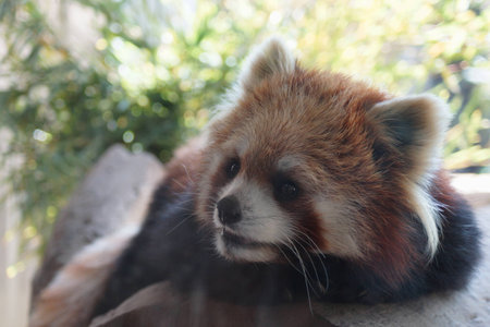 Red Pandaの写真素材