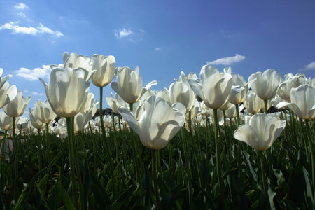 Tulip in springの写真素材