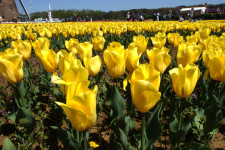 Tulip in springの写真素材