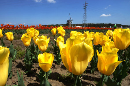 Tulip in springの写真素材