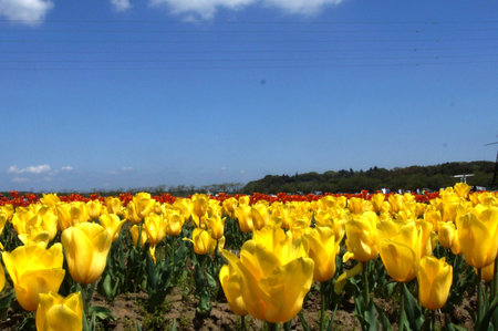 Tulip in springの写真素材