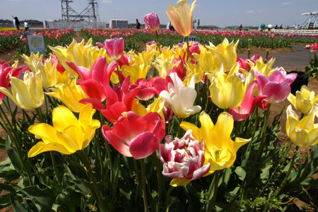 Tulip in springの写真素材